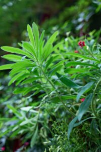 Green structural foliage with red blooms from the RHS Living Louvres vertical garden installation by Life on Walls