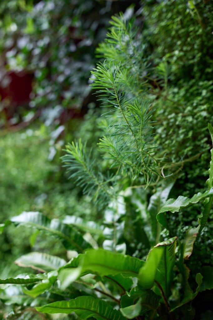 Mixed Planting – RHS Living Wall Mixed ferns and textured foliage from the RHS vertical garden installation by Life on Walls