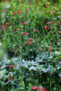 Close-up of flowering plants and foliage from the RHS vertical garden installation by Life on Walls