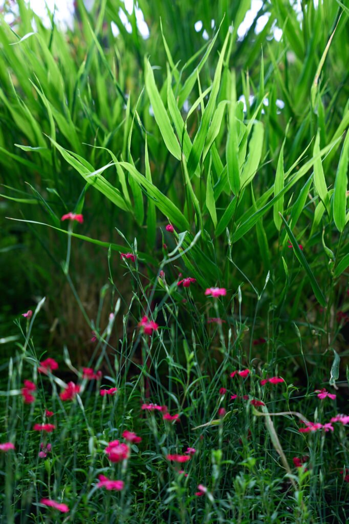 Grasses and Seasonal Flowers – RHS Living Wall Ornamental grasses and small pink blooms featured in the RHS vertical garden installation by Life on Walls