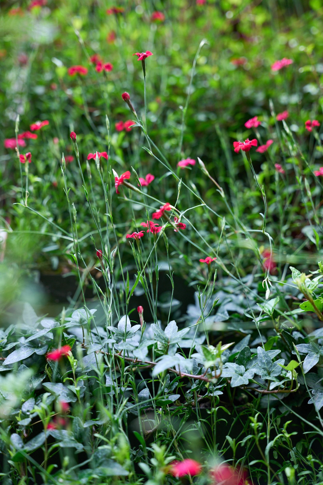 Close-up of flowering plants and foliage from the RHS vertical garden installation