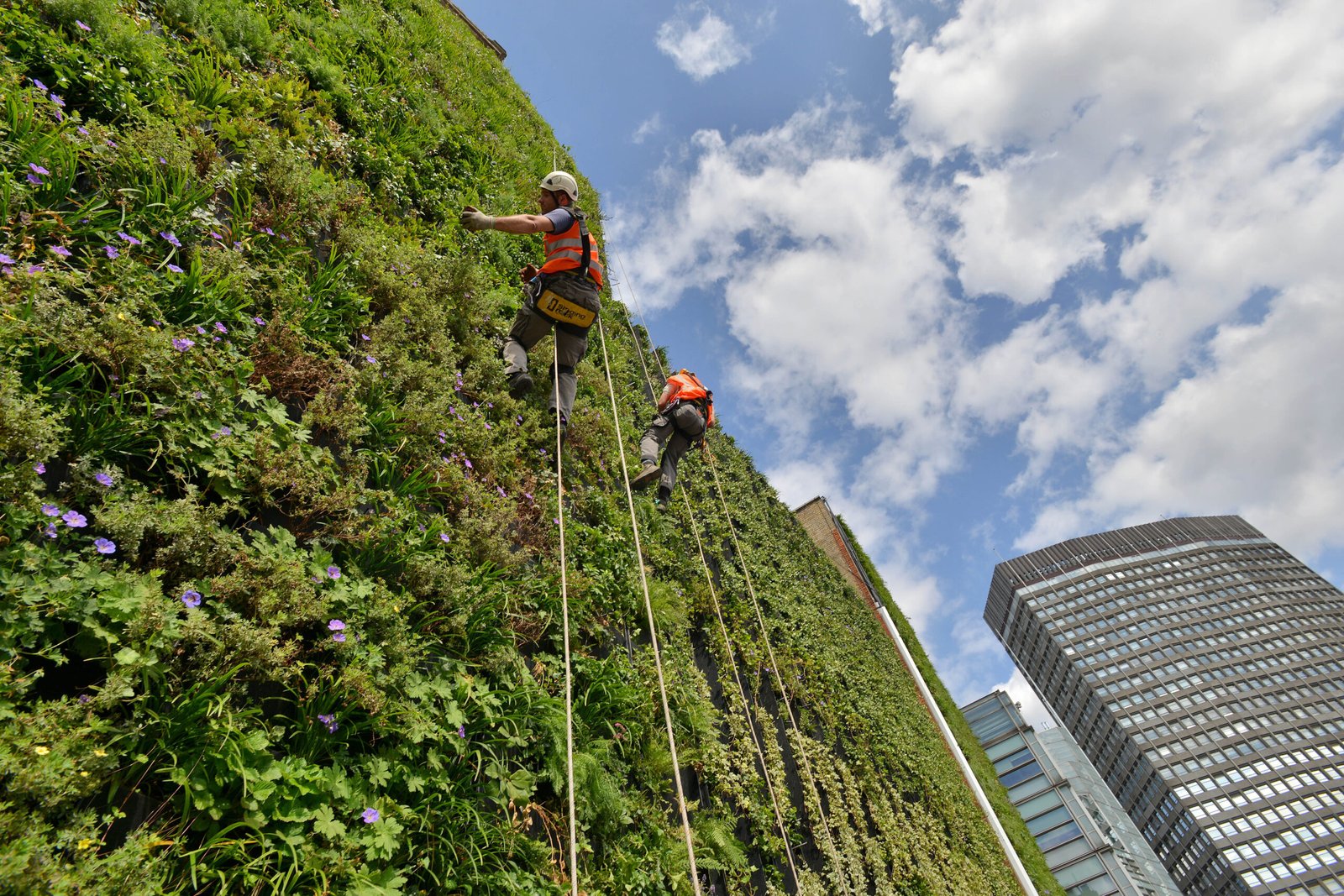 A climbing wall with plants trained vertically on wires