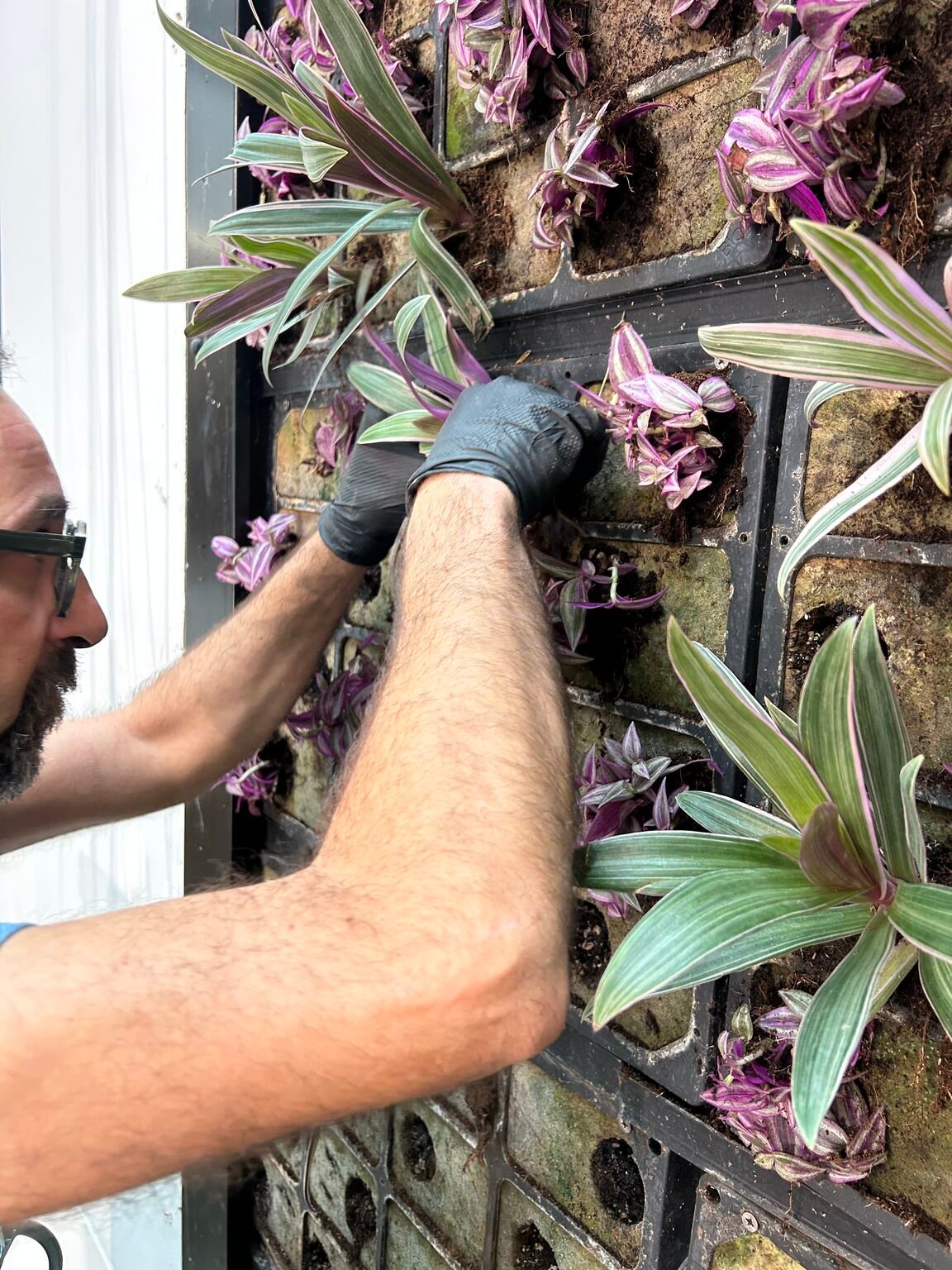 Living wall at EQ Bristol, maintained by Life on Walls