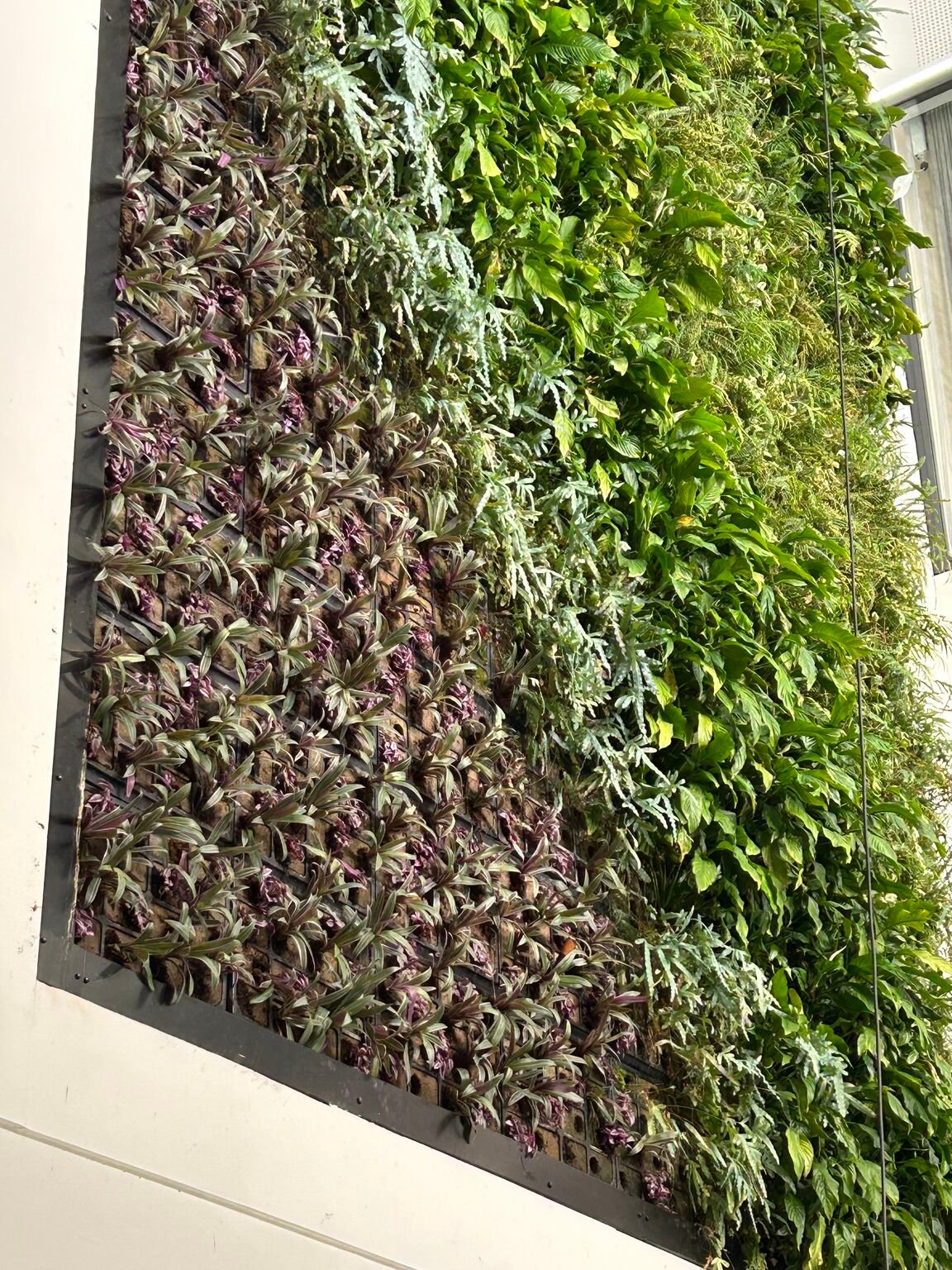 Living wall at EQ Bristol kept under a Life on Walls maintenance contract