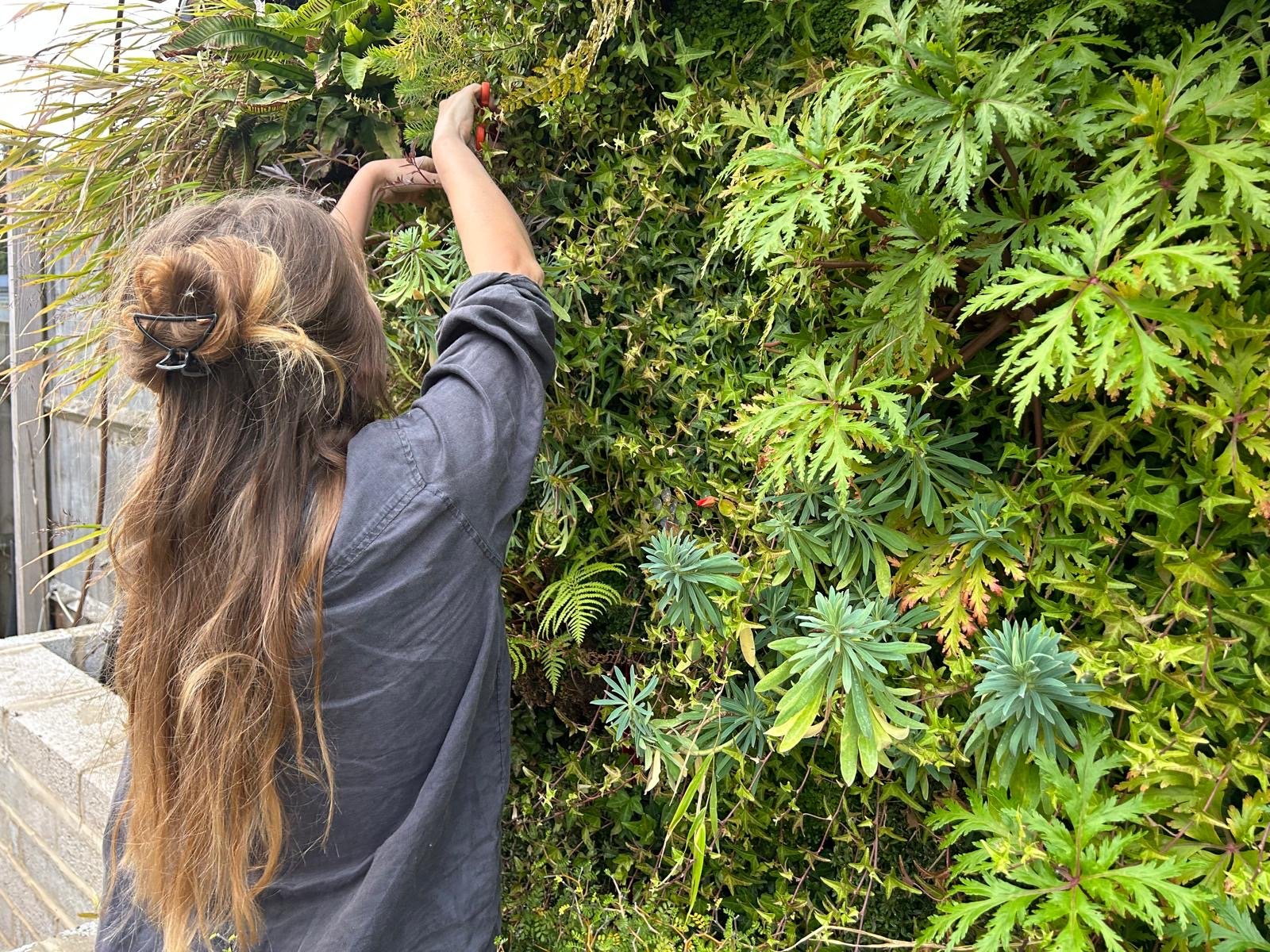 Living wall in Essex maintained by Life on Walls