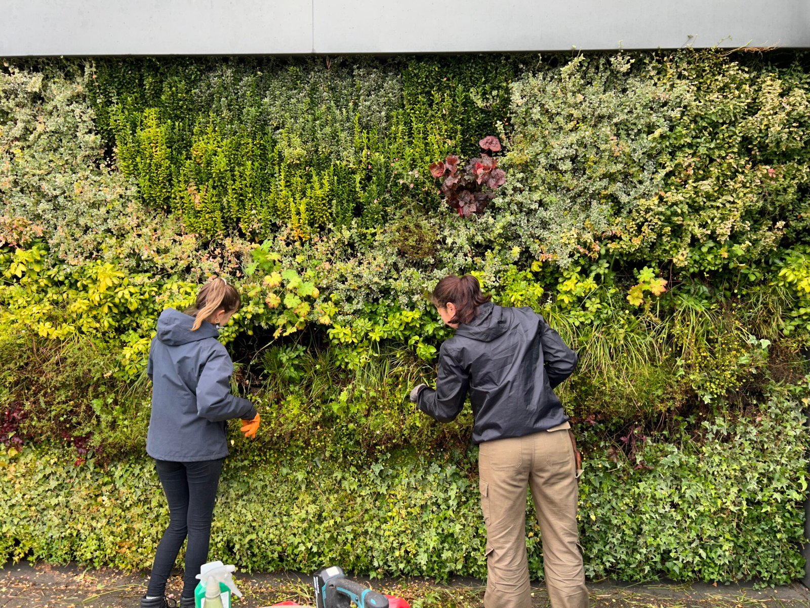 Life on Walls maintenance visit to a living wall in Soho, London