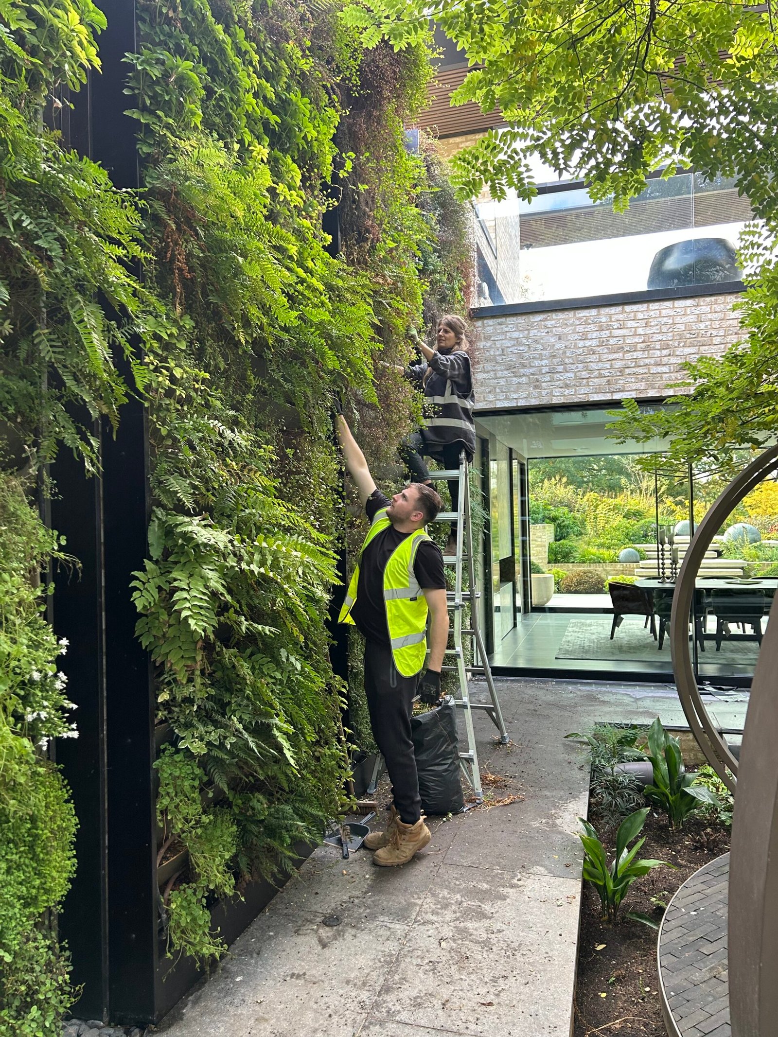 Working at height on the Hornbeams living wall from a ladder