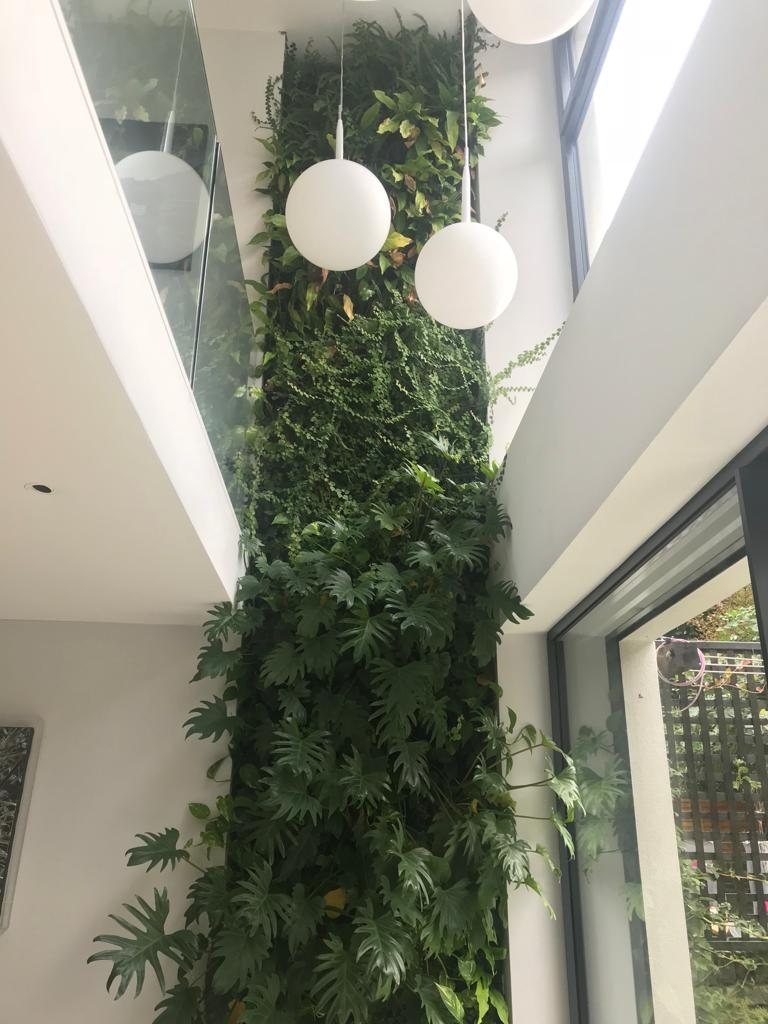 Full-height indoor living wall in a white atrium with trailing foliage and globe pendant lights