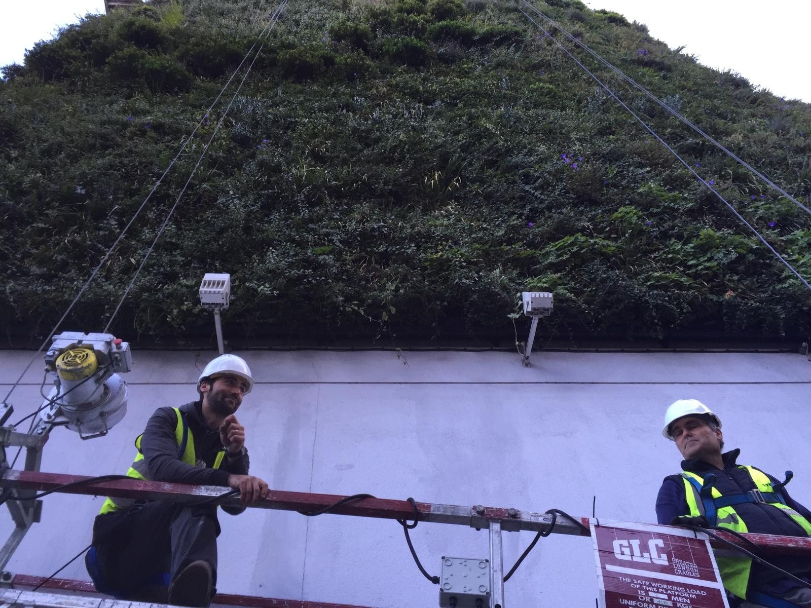 Life on Walls maintenance team working from a lift platform on a large exterior living wall in London