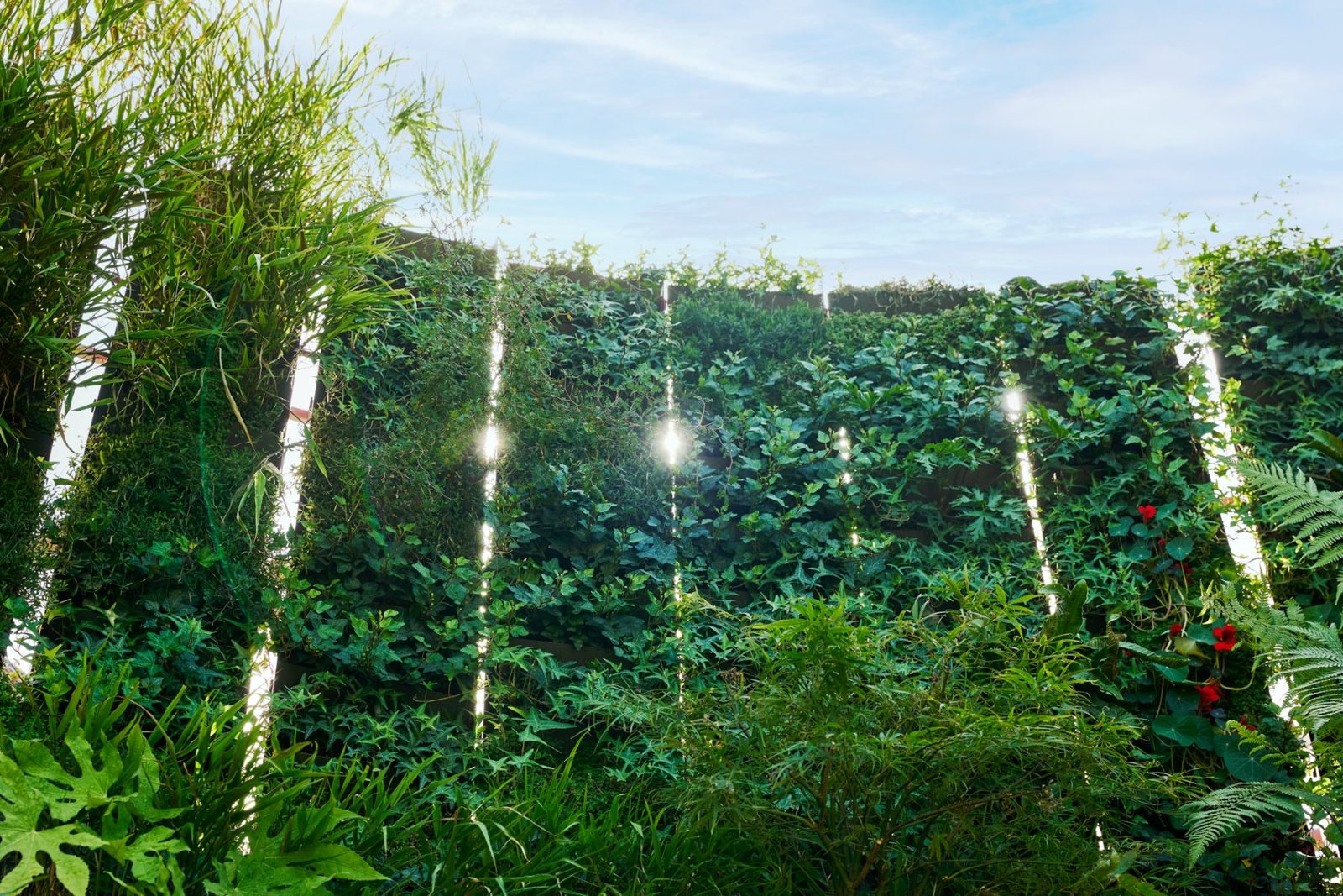Close view of mixed evergreen planting and seasonal blooms across a Channel Pro living wall